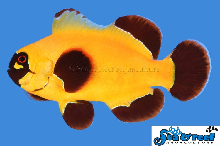 Gold Nugget Maroon Clown - Premnas biaculeatus