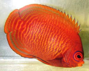 Golden Angelfish (Centropyge aurantia)