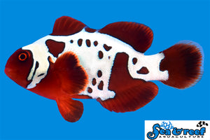 Gold Lightning Maroon Clown - Premnas biaculeatus