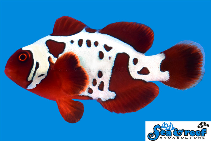 Gold Lightning Maroon Clown - Premnas biaculeatus