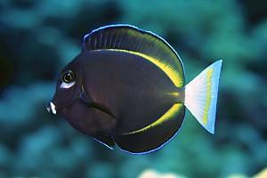 Whitecheek Tang (Gold Rim) - (Acanthurus nigricans)