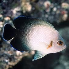Half Black Angelfish (Centropyge vroliki)