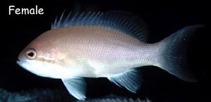 Hutchi Anthias (Female) - (Pseudanthias huchtii)