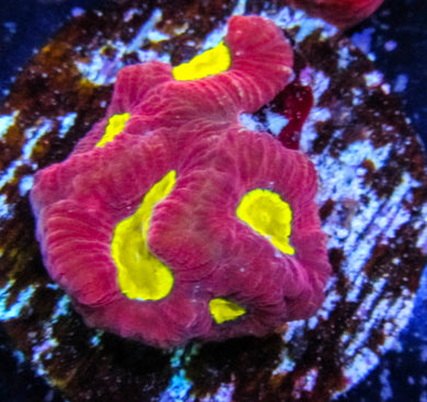 Ironman Favia - Favia Sp.