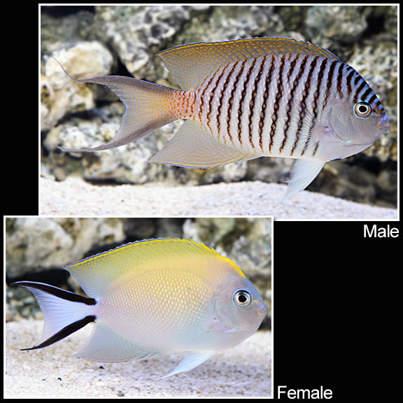 Japanese Swallowtail Spotbreast Angelfish FEMALE (Genicanthus melanospilos)
