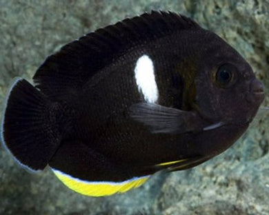 Tibicen (Keyhole) Angelfish (Centropyge tibicin)
