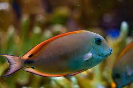 Lavender Tang  (Acanthurus nigrofuscus)