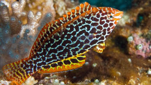 Leopard Wrasse Female (Macropharyngodon meleagris)