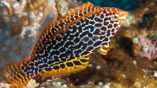 Leopard Wrasse Female (Macropharyngodon meleagris)