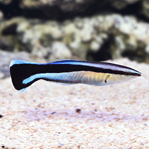 Bluestreak Cleaner Wrasse - (Labroides dimidiatus)