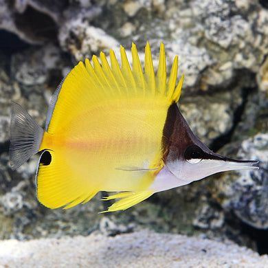 Yellow Longnose Butterflyfish - (Forcipiger flavissimus)