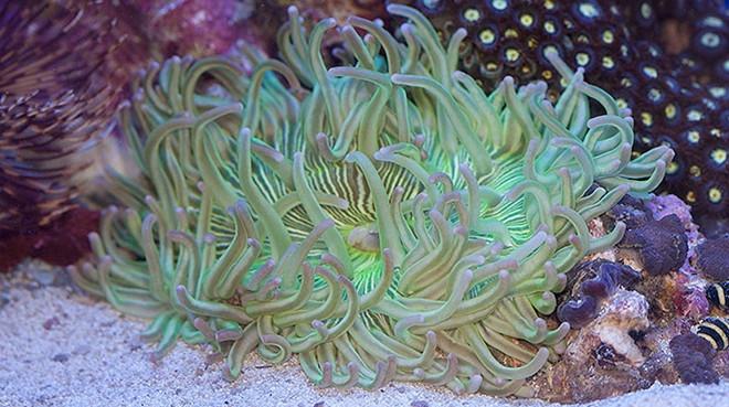 Long Tentacle Anemone ULTRA  (Macrodactyla doreensis)