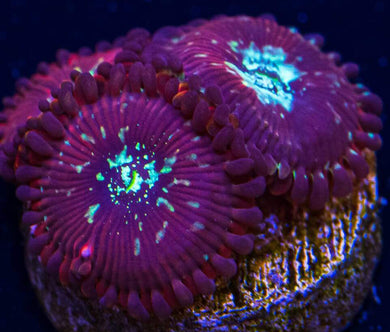 Magician Zoanthids - Zoanthus sp.
