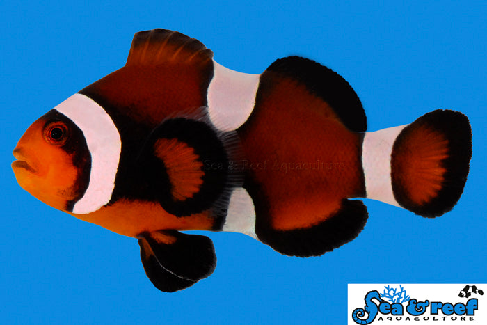 Maine Mocha Clownfish - Amphiprion ocellaris