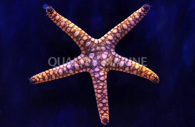 Marble Reef Sea Star - (Fromia sp.)