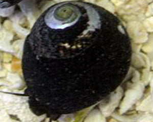 Margarita Turbo Snail (Margarites pupillus) (Turbo sp.)