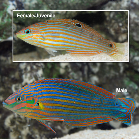 Melanurus Pinstriped Wrasse - (Halichoeres melanurus)
