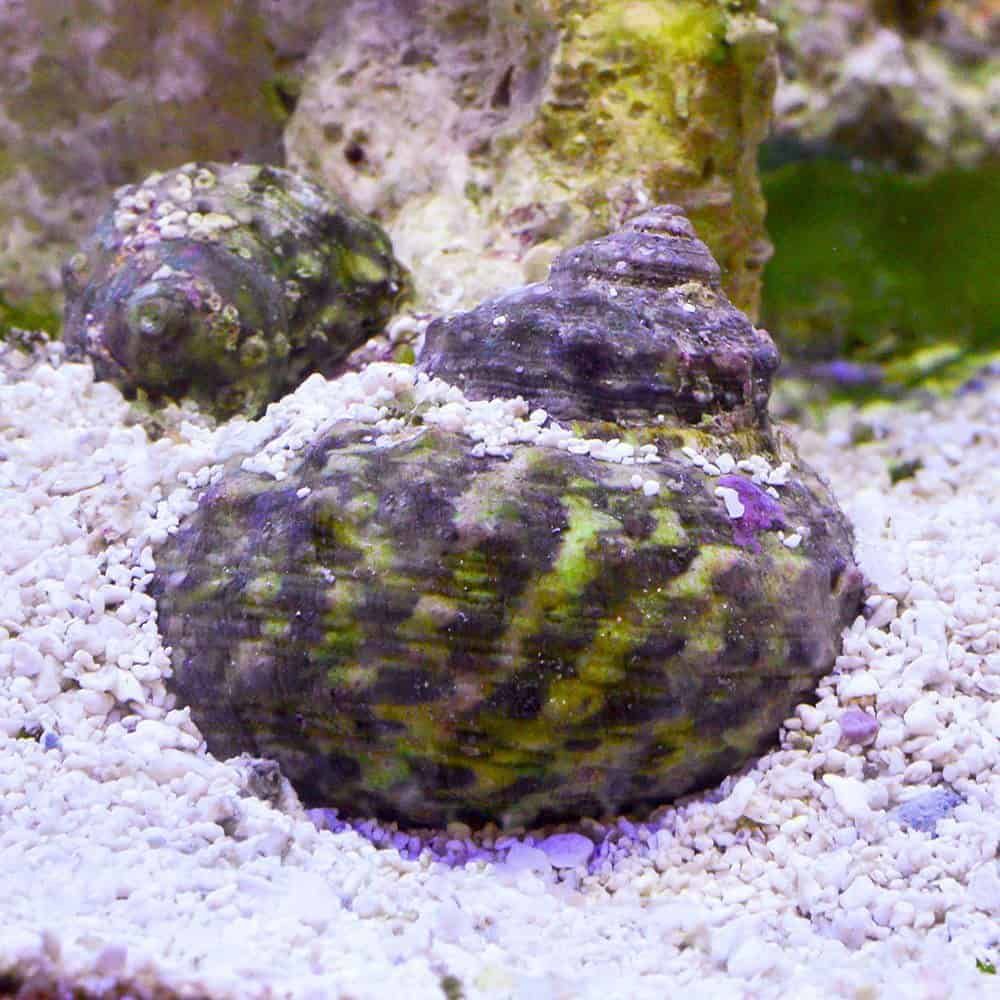 Mexican Turbo Snail  (Turbo fluctuosa)
