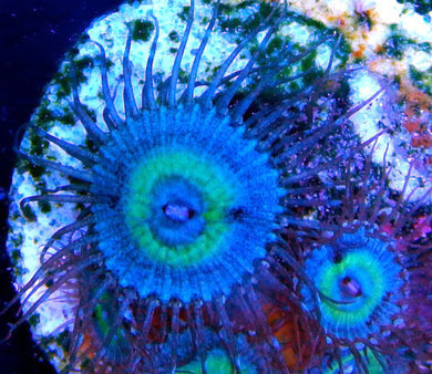 Mind Blowing Zoanthids - Zoanthus sp.