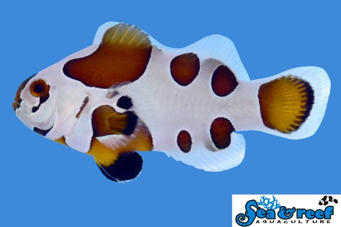 Mocha Storm Clown - Amphiprion ocellaris