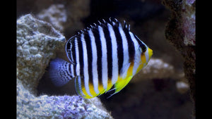 Multi-barred Angelfish  (Paracentropyge multifasciata)