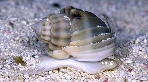 Nassarius Snail  (Nassarius sp.)