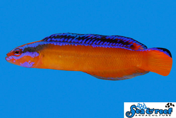 Neon Dottyback - (Pseudochromis aldabraensis)