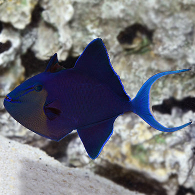 Niger Triggerfish Red Toothed  (Odonus niger)