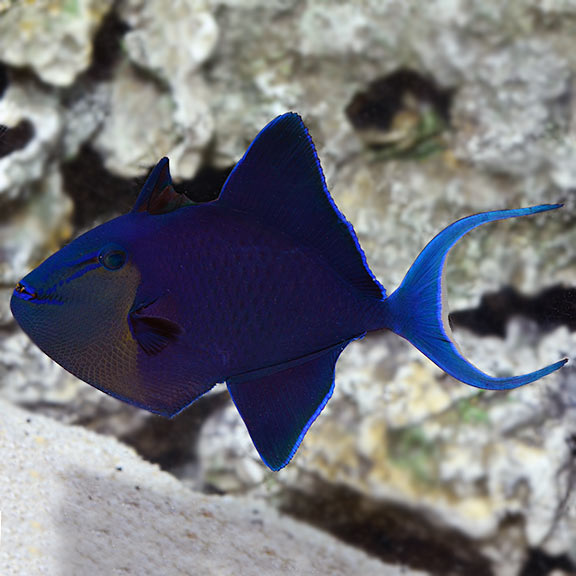 Niger Triggerfish Red Toothed  (Odonus niger)