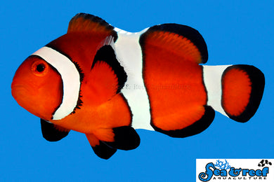 Ocellaris Clownfish - Amphiprion ocellaris