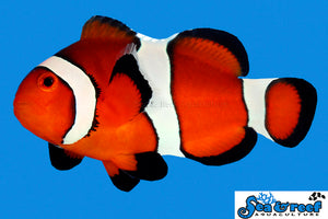 Ocellaris Clownfish - Amphiprion ocellaris