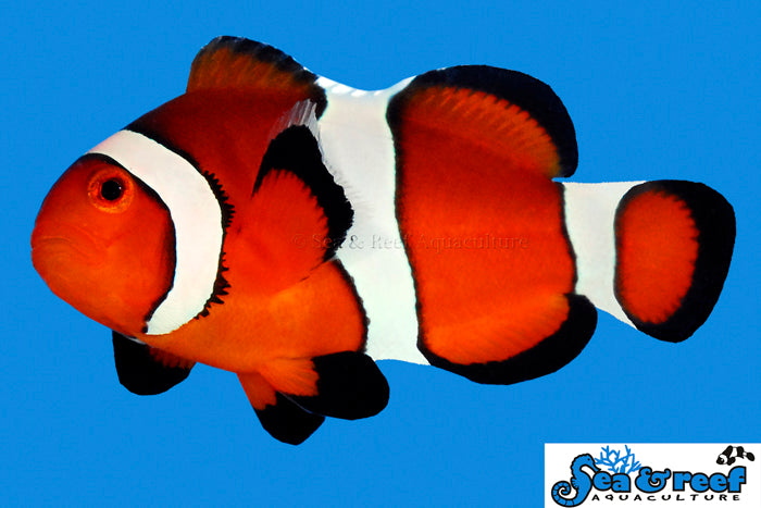 Ocellaris Clownfish - Amphiprion ocellaris