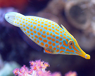 Orange Spotted Filefish (Oxymonacanthus longirostris)