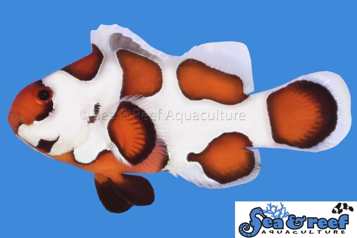 Orange Storm Clown - Amphiprion ocellaris