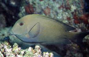 Orange Stripe Bristletooth Tang - (Ctenochaetus cf. striatus)