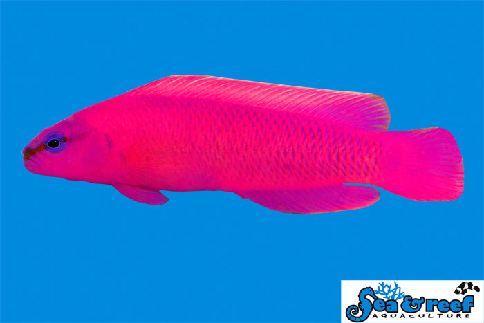 Orchid Dottyback - (Pseudochromis fridmani)