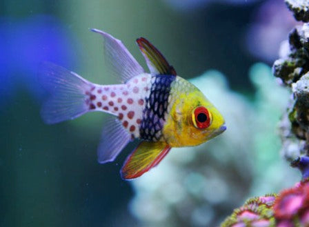 Orbic Pajama Cardinalfish  (Sphaeramia nematoptera)