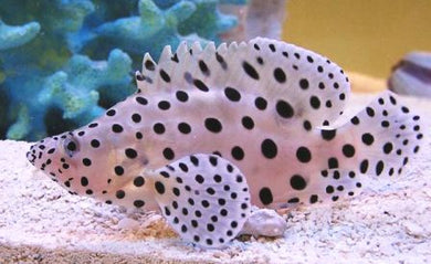 Panther Grouper - Tank Raised Cromileptes altivelis