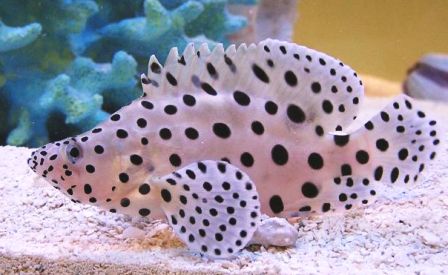Panther Grouper - Tank Raised Cromileptes altivelis