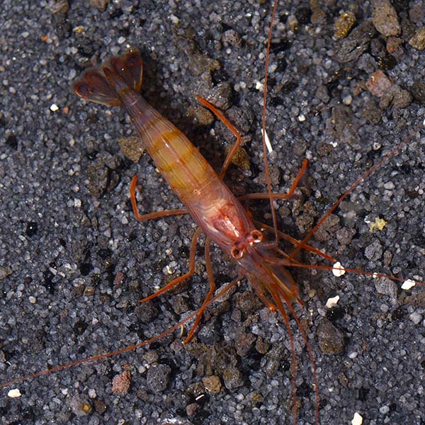 Peppermint Shrimp  (Lysmata wurdemanni)