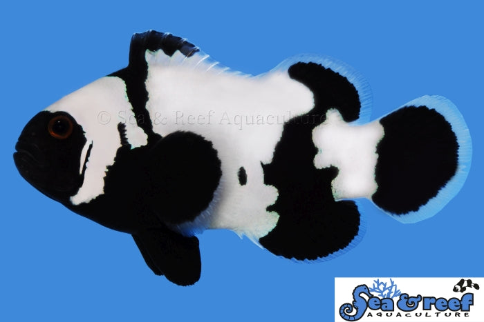 Premium Phantom Clown - Amphiprion ocellaris