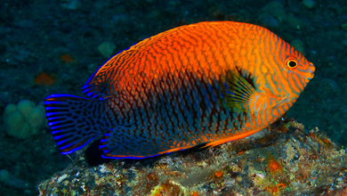 Potter's Angelfish (Centropyge potteri)