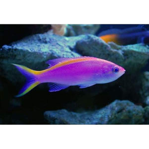 Purple Queen Anthias - Pseudanthias tuka