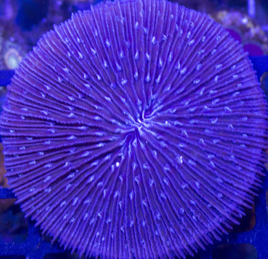 Fungia/Cycloseris Plate Coral (Purple) - Fungia sp.