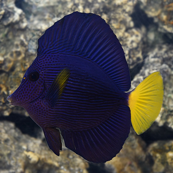 Purple Tang - (Zebrasoma xanthurum)