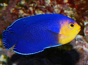 Pygmy (Cherub) Angelfish - (Centropyge argi)
