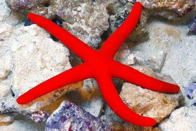 Linckia Sea Star - (Linckia teres) (Linckia laevigata) (Echinaster sp.)