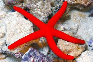 Linckia Sea Star - (Linckia teres) (Linckia laevigata) (Echinaster sp.)