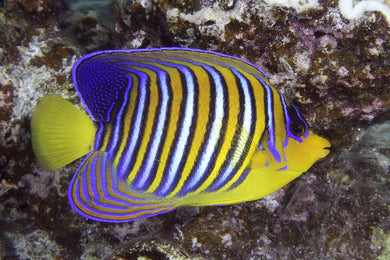 Regal Angelfish (Pygoplites diacanthus)