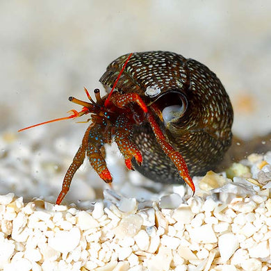 Reg leg Reef Hermit  Pacific (Paguristes sp.)